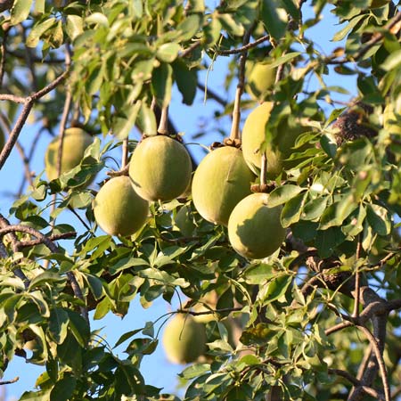 Baobab Carrier Oil - Unrefined